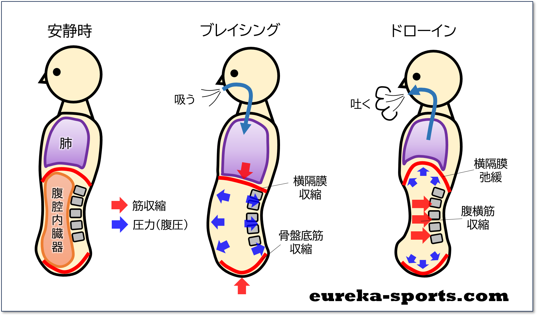 腹式呼吸と腹圧はなぜ大事？ブレイシングとドローイン | ユリーカスポーツ