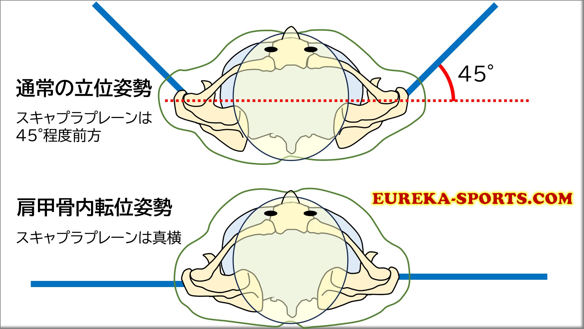 ゼロポジション（Zero-position）は一つではない？実は複数ある肩関節の最適なポジション | ユリーカスポーツ