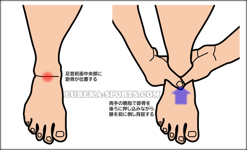 足関節の背屈制限を改善する方法｜距骨モビリゼーション