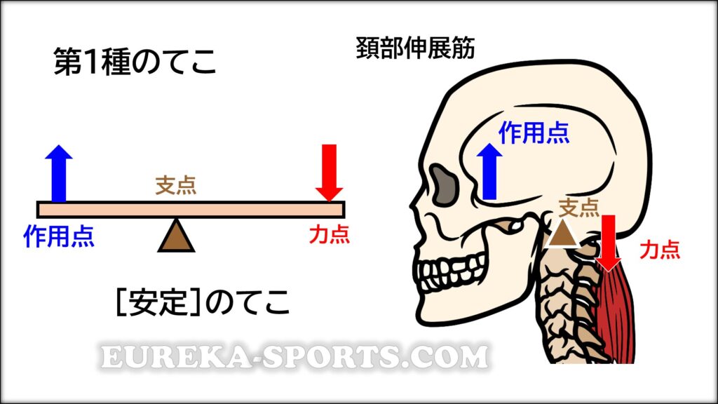 第１種のてこ　頚部伸展筋　安定性のてこ