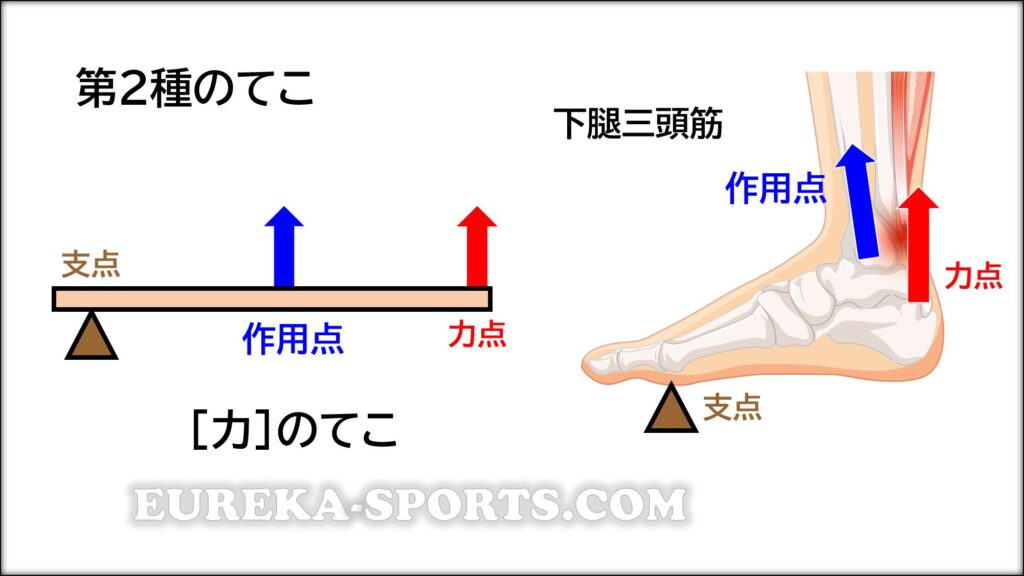 第２種のてこ